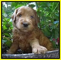 Dawn Ruler pups 4 wks old 321