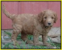 Dawn Ruler pups 5 wks old 30200