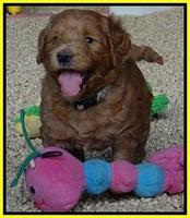 Dawn Ruler pups 5 wks old 32200