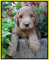 Dawn Ruler pups 6 wks old 371