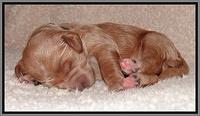 Dawn Ruler pups 1 wk old 321
