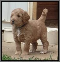 Dawn Ruler pups 5 wks old 44400