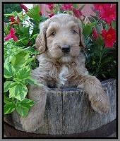 Dawn Ruler pups 6 wks old 421