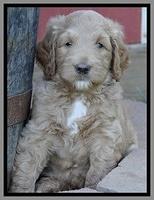 Dawn Ruler pups 6 wks old 451
