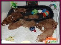 Dawn Ruler pups 4 wks old 1100