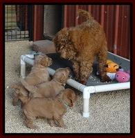 Dawn Ruler pups 5 wks old 50400
