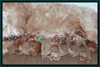 Dawn Ruler pups newborn group 510