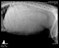 Preg xray 1