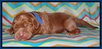Tessa BEckham pups 1 wk old 41
