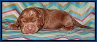 Tessa BEckham pups 1 wk old 51