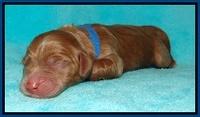 Tessa Beckham newborn pups 21