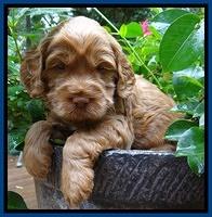 Tessa Beckham pups 4 wks old 11