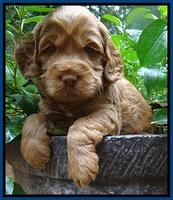 Tessa Beckham pups 4 wks old 21