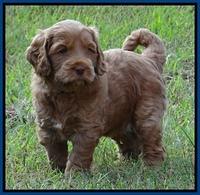 Tessa Beckham pups 5.5 wks old 31