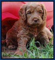 Tessa Beckham pups 5.5 wks old 41