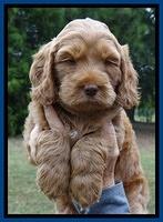 Tessa Beckham pups 6 wks old 31