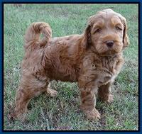 Tessa Beckham pups 7 wks old 250