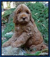 Tessa Beckham pups 8 wks old 11