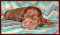 Tessa BEckham pups 1 wk old 81