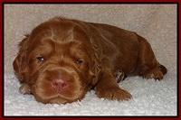 Tessa BEckham pups 2 wk old 51