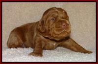Tessa BEckham pups 2 wk old 61