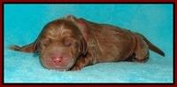 Tessa Beckham newborn pups 31