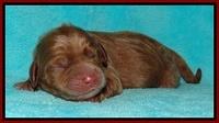 Tessa Beckham newborn pups 41