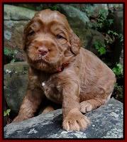 Tessa Beckham pups 3 wks old 61