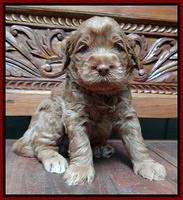 Tessa Beckham pups 4 wks old 41