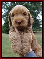 Tessa Beckham pups 6 wks old 41