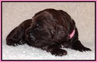 Tessa BEckham pups 2 wk old 91