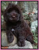 Tessa BEckham pups 8 wks old pink 11