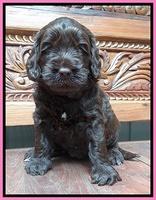 Tessa Beckham pups 4 wks old 71