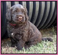 Tessa Beckham pups 5 wks old 131