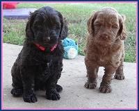 Tessa Beckham pups 5 wks old 151