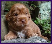 Tessa Beckham pups 3 wks old 121