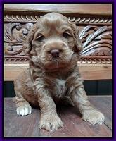 Tessa Beckham pups 4 wks old 111
