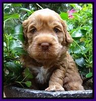 Tessa Beckham pups 4 wks old 131