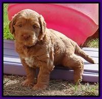 Tessa Beckham pups 5 wks old 161