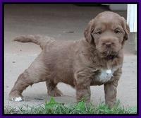 Tessa Beckham pups 5 wks old 201