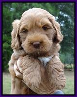 Tessa Beckham pups 6 wks old 101