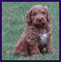 Tessa Beckham pups 7 wks old 1450
