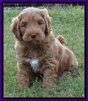 Tessa Beckham pups 7 wks old 1550