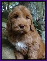 Tessa Beckham pups 8 wks old 191