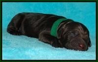 Tessa Beckham newborn pups 101