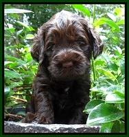 Tessa Beckham pups 4 wks old 161