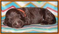 Tessa BEckham pups 1 wk old 181