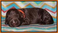 Tessa BEckham pups 1 wk old 191