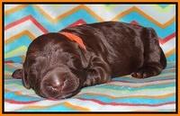 Tessa BEckham pups 1 wk old 201