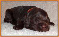 Tessa BEckham pups 2 wk old 161